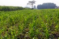 Corn farm with dipping water system. DIY Automatic Watering System for plant vegetable. T Royalty Free Stock Photo