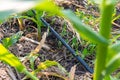 Corn farm with dipping water system. DIY Automatic Watering System for plant vegetable. T Royalty Free Stock Photo