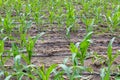 Corn farm with dipping water system. DIY Automatic Watering System for plant vegetable. Royalty Free Stock Photo