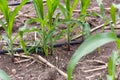 Corn farm with dipping water system. DIY Automatic Watering System for plant vegetable. Royalty Free Stock Photo