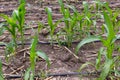 Corn farm with dipping water system. DIY Automatic Watering System for plant vegetable. Royalty Free Stock Photo