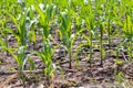 Corn farm with dipping water system. DIY Automatic Watering System for plant vegetable. Royalty Free Stock Photo