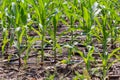 Corn farm with dipping water system. DIY Automatic Watering System for plant vegetable. Royalty Free Stock Photo