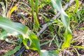 Corn farm with dipping water system. DIY Automatic Watering System for plant vegetable. T Royalty Free Stock Photo