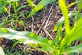 Corn farm with dipping water system. DIY Automatic Watering System for plant vegetable. T Royalty Free Stock Photo