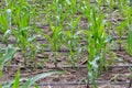 Corn farm with dipping water system. DIY Automatic Watering System for plant vegetable. Royalty Free Stock Photo