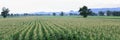 Corn farm Royalty Free Stock Photo