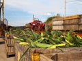 Corn And Farm Tractors Royalty Free Stock Photo