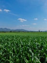 Corn Farm view Royalty Free Stock Photo