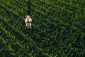 Corn farmer with drone remote controller in field