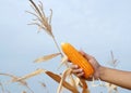 Corn in Farmers Hand