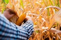 Corn farmers peeling corn amidst the dry fields represents the culmination of a season\'s efforts and the anticipation of a Royalty Free Stock Photo