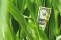 Corn farming profit concept, american dollar bill in maize crops field Royalty Free Stock Photo
