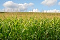 Corn farmland Royalty Free Stock Photo