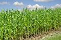 Corn farmland Royalty Free Stock Photo