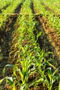 Corn farmland Royalty Free Stock Photo