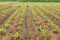Corn Farmland, Northern of Thailand Royalty Free Stock Photo