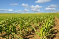 Corn farmland Royalty Free Stock Photo