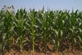 Corn farm Royalty Free Stock Photo