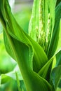 Corn feeld. young corn closeup