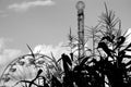 Corn with Ferris Wheel and Drop Tower