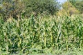 Corn fied plantation - unharvested organic food Royalty Free Stock Photo