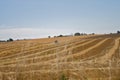 Corn field