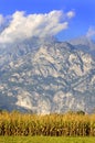 Corn field Royalty Free Stock Photo