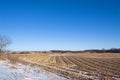 Corn field Royalty Free Stock Photo