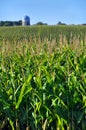 Corn Field Royalty Free Stock Photo