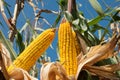 Corn field Royalty Free Stock Photo