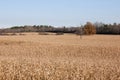 Corn field Royalty Free Stock Photo