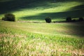 Corn Field Royalty Free Stock Photo