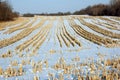 Corn field Royalty Free Stock Photo
