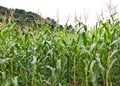 Corn field Royalty Free Stock Photo