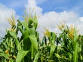 Corn field Royalty Free Stock Photo
