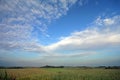 Corn field