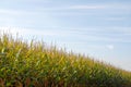 Corn field