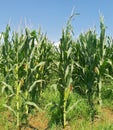 Corn Field Royalty Free Stock Photo