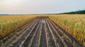 Corn field is affected by the drought Royalty Free Stock Photo