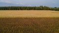 An Corn field is affected by the drought dryness Royalty Free Stock Photo