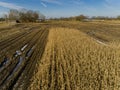 Corn field is affected by the drought dryness in winter Royalty Free Stock Photo