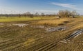 Corn field is affected by the drought dryness in winter Royalty Free Stock Photo