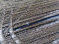 Corn field is affected by the drought dryness in winter Royalty Free Stock Photo