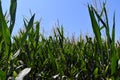 A Corn field against a blue sky. Rural land in summer Royalty Free Stock Photo
