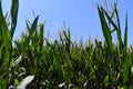 A Corn field against a blue sky. Rural land in summer