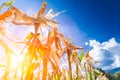 Corn field against blue sky in sunset
