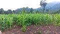 Corn field against green mountains Royalty Free Stock Photo