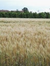 Corn field Royalty Free Stock Photo