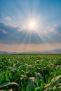 Corn field in agricultural garden and light shines sunset Royalty Free Stock Photo